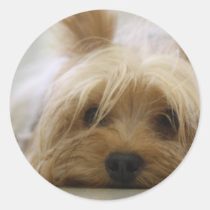 Niedlich Yorkie Runder Aufkleber