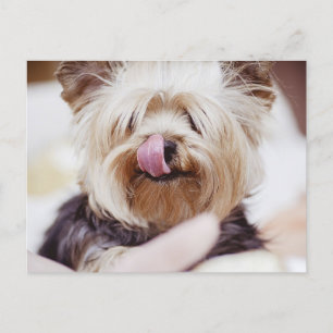 Niedlich Yorkie Terrier Postcard Postkarte