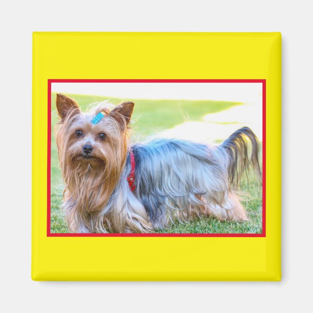 Niedlich Yorkshire Terrier Dog Body Magnet (Vorne)