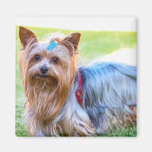Niedlich Yorkshire Terrier Dog Body Magnet