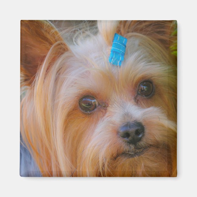 Niedlich Yorkshire Terrier Dog Head Magnet (Vorne)