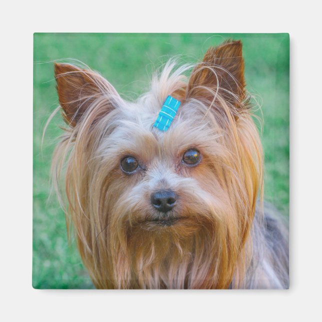 Niedlich Yorkshire Terrier Dog Head Magnet (Vorne)