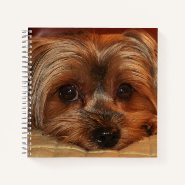 Niedlich Yorkshire Terrier Dog Notizbuch (Vorderseite)