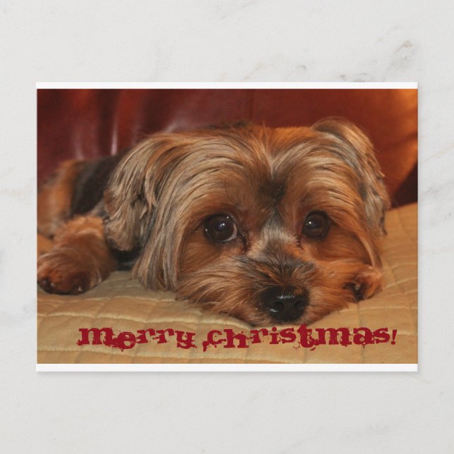 Niedlich Yorkshire Terrier Frohe Weihnachten (Vorderseite)