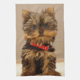 Niedlich Yorkshire Terrier Küchentuch