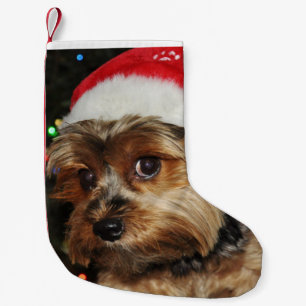 Niedlich Yorkshire Terrier mit Weihnachtsmannmütze Kleiner Weihnachtsstrumpf