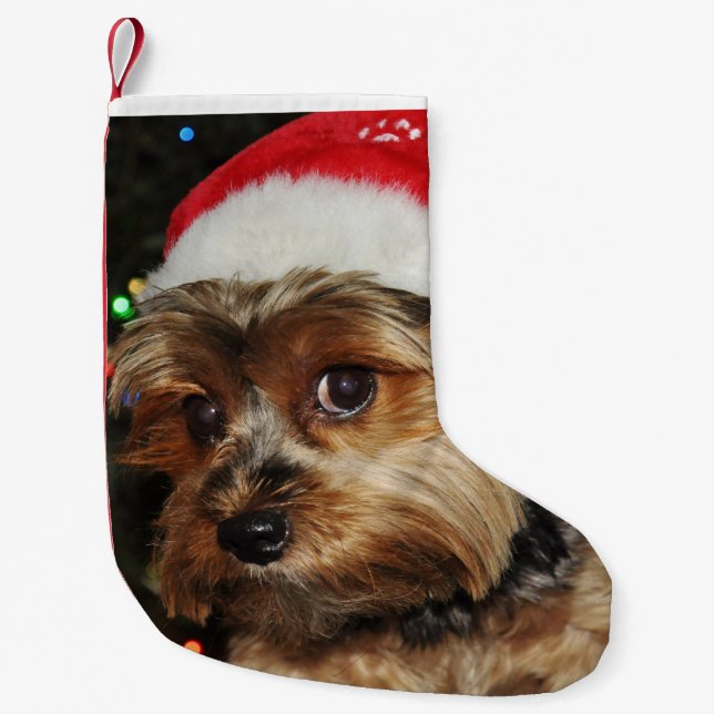 Niedlich Yorkshire Terrier mit Weihnachtsmannmütze Kleiner Weihnachtsstrumpf (Vorderseite)
