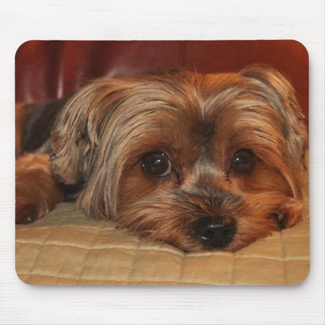 Niedlich Yorkshire Terrier Mousepad (Vorne)