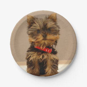 Niedlich Yorkshire Terrier Pappteller
