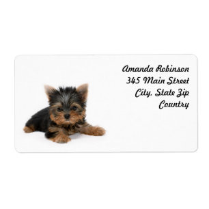 Niedlich Yorkshire Terrier Puppy