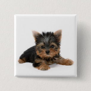 Niedlich Yorkshire Terrier Puppy Button