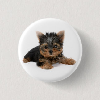Niedlich Yorkshire Terrier Puppy Button