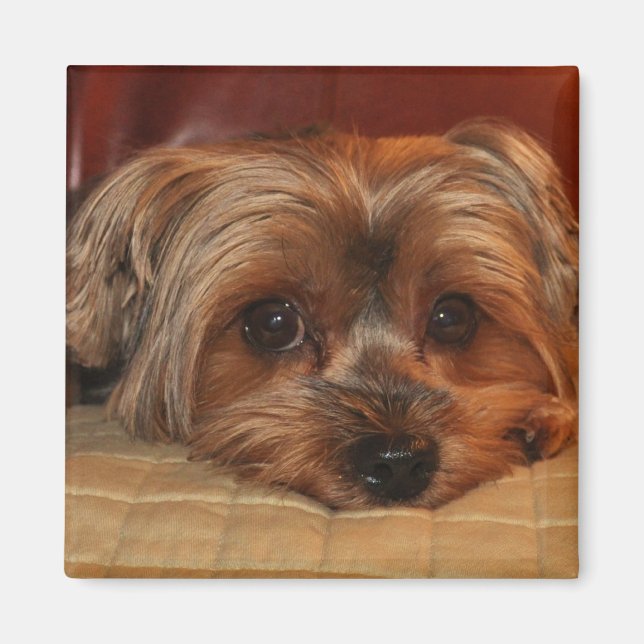 Niedlich Yorkshire Terrier Puppy Dog Magnet (Vorne)