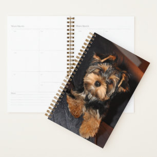 Niedlich Yorkshire Terrier Puppy Dog Planer