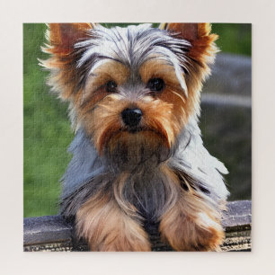 Niedlich Yorkshire Terrier Puppy Dog Puzzle