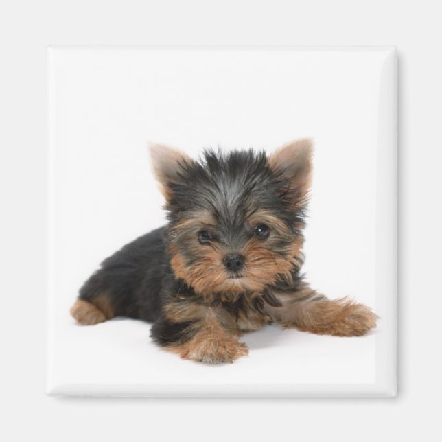 Niedlich Yorkshire Terrier Puppy Magnet (Vorne)