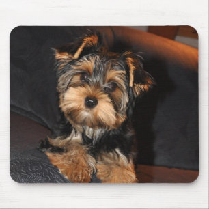 Niedlich Yorkshire Terrier Puppy Mousepad