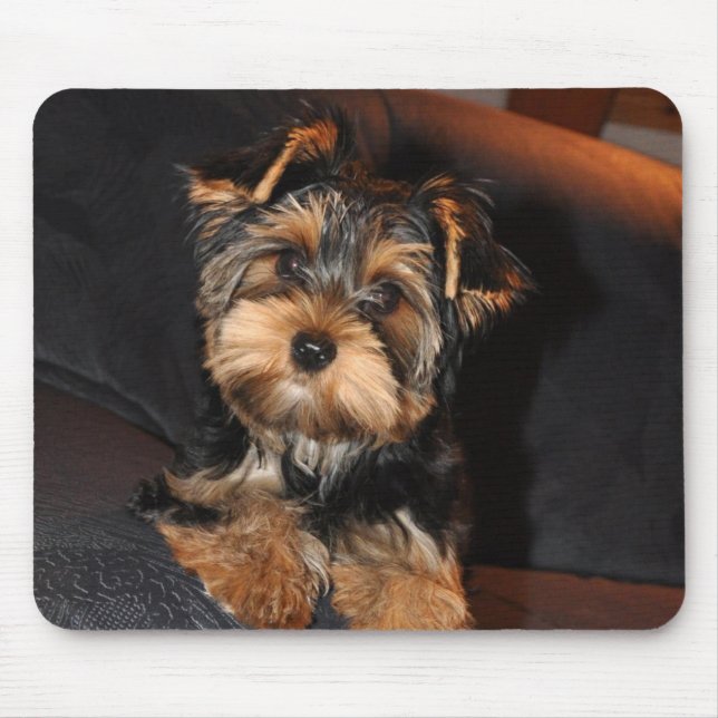 Niedlich Yorkshire Terrier Puppy Mousepad (Vorne)
