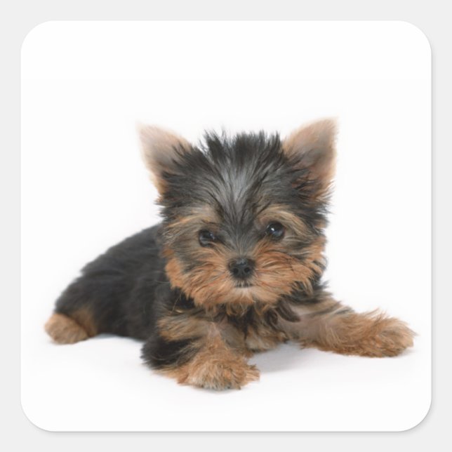 Niedlich Yorkshire Terrier Puppy Quadratischer Aufkleber (Vorderseite)
