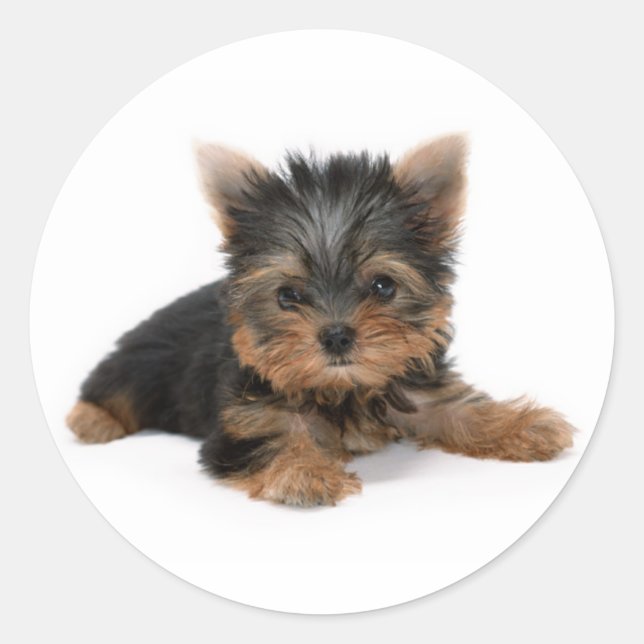 Niedlich Yorkshire Terrier Puppy Runder Aufkleber (Vorderseite)