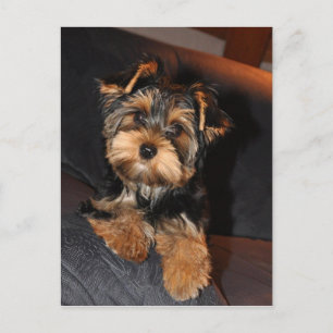 Niedlich Yorkshire Terrier Yorkie Postcard Postkarte