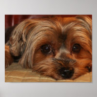 Niedlich Yorkshire Terrier Yorkie Puppy Poster