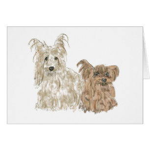 Niedlich Yorkshire Terriers Funny Yorks Tierart