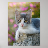 Niedlich Young Bicolor Cat Kitten Blume Haustier F