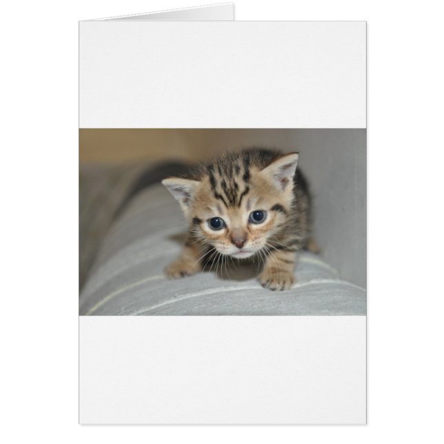 Niedlich Young Kitten (Vorne)