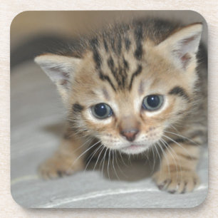 Niedlich Young Kitten Getränkeuntersetzer