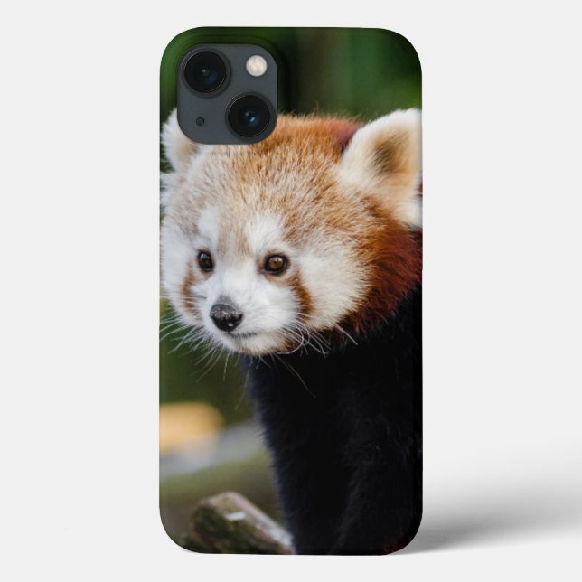 Niedlich Young Red Panda Bear Case-Mate iPhone Hülle (Rückseite)