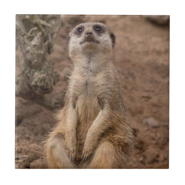 Niedliche afrikanische Meerkat-Wildtiere Fliese (Vorderseite)