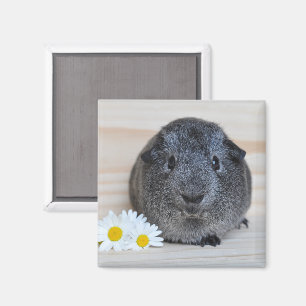 Niedliche Agouti-Guinea Schweinchen mit Milchprodu Magnet