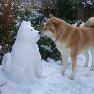 niedliche akita kissende Schneemann akita Foto Wei Quadratischer Aufkleber
