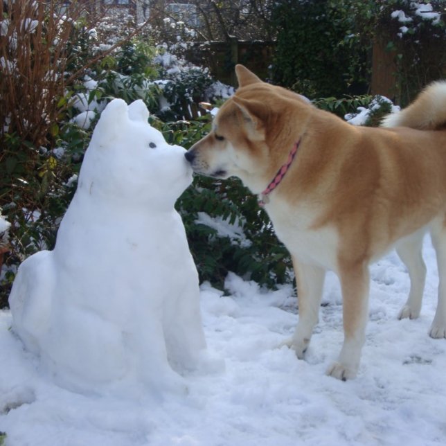 niedliche akita kissende Schneemann akita Foto Wei Quadratischer Aufkleber (Von Creator hochgeladen)