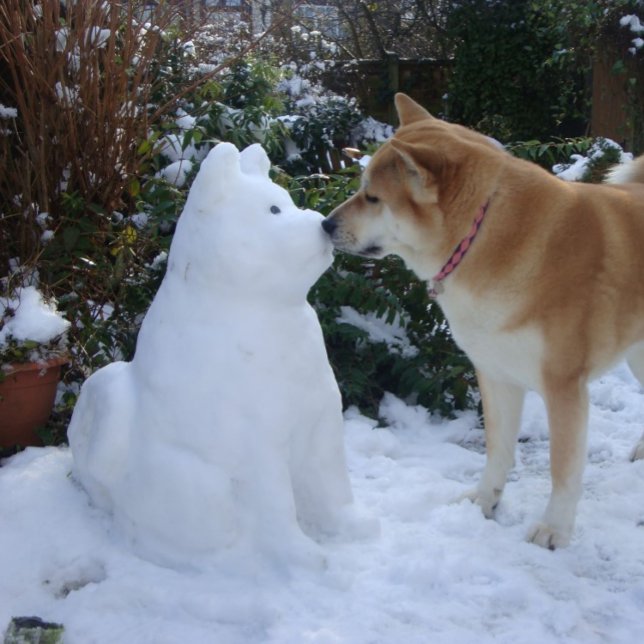 niedliche akita kissende Schneemann akita Foto Wei Quadratischer Aufkleber (Von Creator hochgeladen)