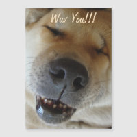 niedliche akita lächelnd lustige Hunde Liebe