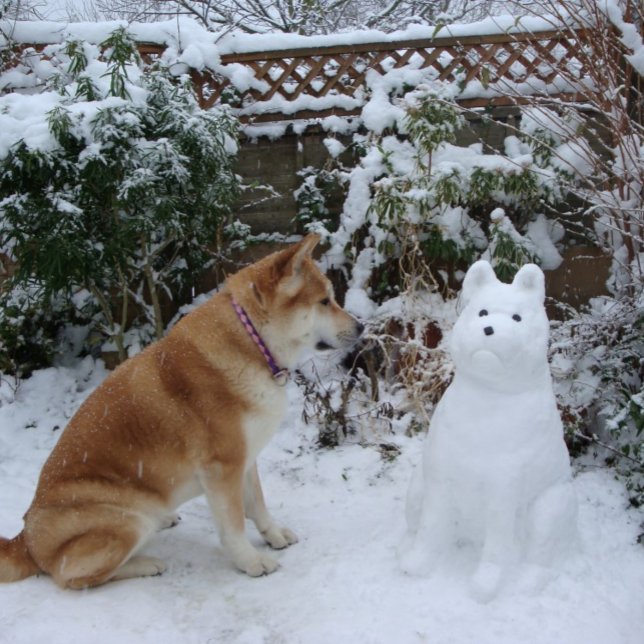 niedliche akita sitzend im Schnee mit Schneehund F Postkarte (Von Creator hochgeladen)