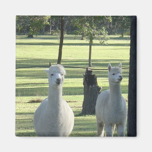 Niedliche Alpaca-Boys auf grüner Wiese voller Trän Magnet