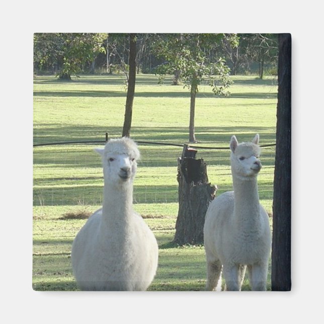 Niedliche Alpaca-Boys auf grüner Wiese voller Trän Magnet (Vorne)
