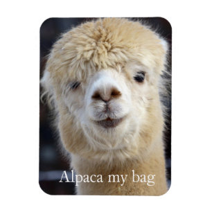 Niedliche Alpaca-Oberfläche Magnet