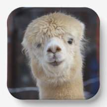 Niedliche Alpaca-Oberfläche