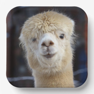 Niedliche Alpaca-Oberfläche Pappteller