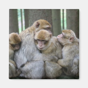 Niedliche Ape Family Group Umarmungsfotografie Magnet