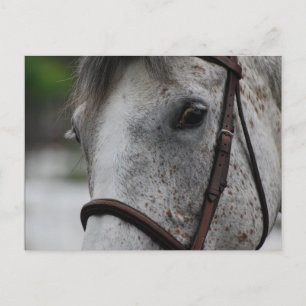 Niedliche Appaloosa Pferdepostkarte Postkarte
