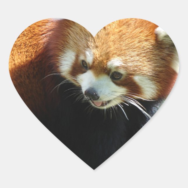 Niedliche Aufkleber für Rote Panda (Vorderseite)