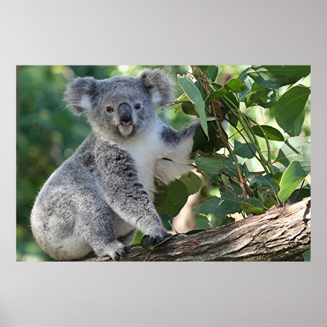 Niedliche australische Koala Poster (Vorne)