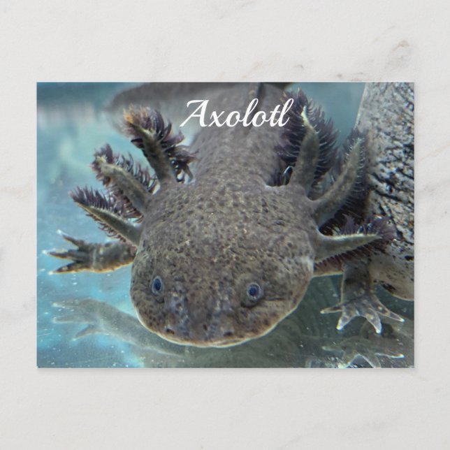 Niedliche Axolotl Postkarte (Vorderseite)