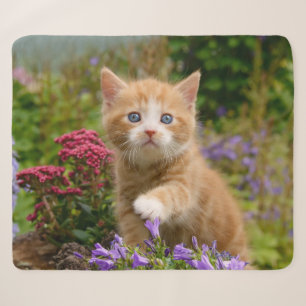 Niedliche Baby Cat Kitten Playing Animal Foto Head Sherpadecke