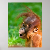 Niedliche Baby-Orang-Utan schaut sich im Staunen a